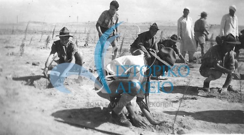 Έλληνες πρόσκοποι της Αιγύπτου σε δεντροφύτευση στη περιοχή Άμρια το 1953.